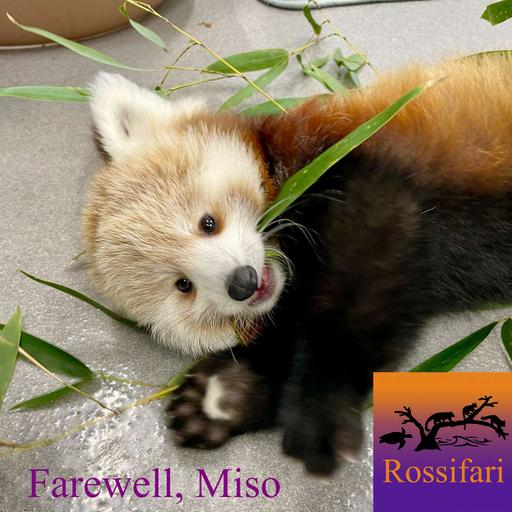 Farewell, Miso