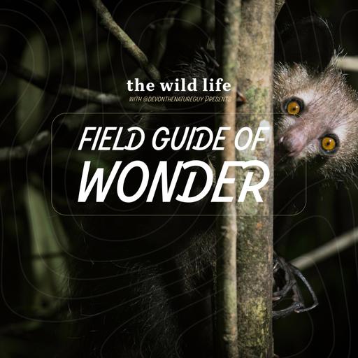 Field Guide of Wonder: The Aye-Aye