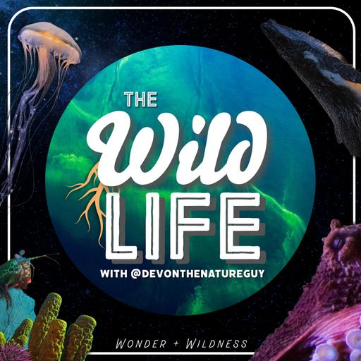Field Guide of Wonder: The Honduran White Bat