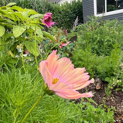 Episode 287 - Solving Garden Pest Issues