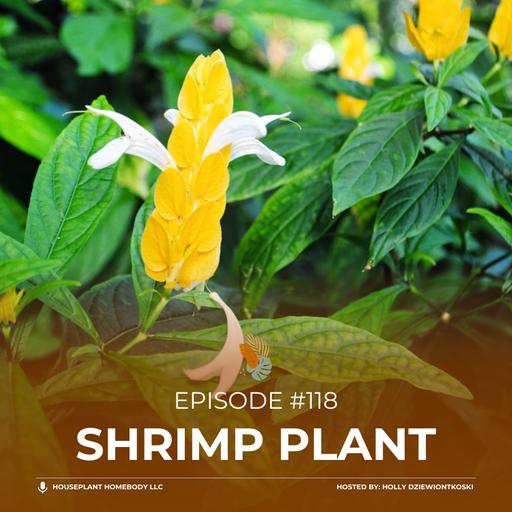 Ep#118: Shrimp Plant