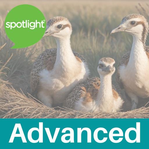 The Great Bustard Returns (Advanced Program)