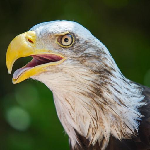 How Birds Stay Cool