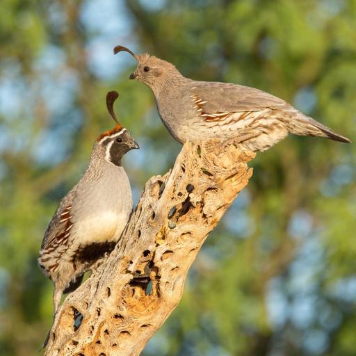 Quail and Their Fancy Feathers