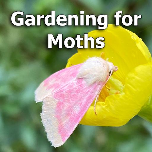 Gardening for Moths: Why It’s Important for Backyard Conservation