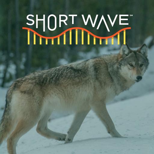 The Yellowstone Wolf Controversy