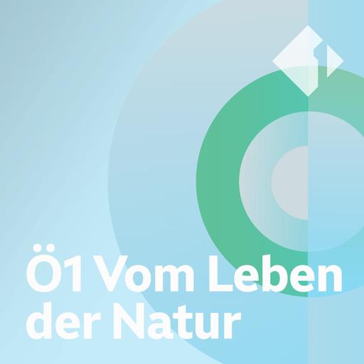 Waldbau (2)