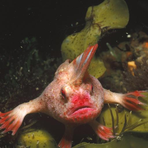 Scientists unlock ocean secrets through environmental DNA