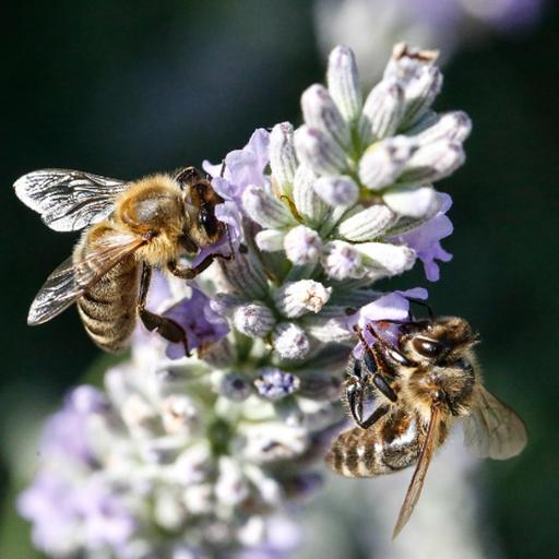 Honey bees make up around half of all London's pollinators