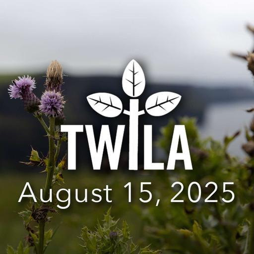 TWILA -- August 15, 2025
