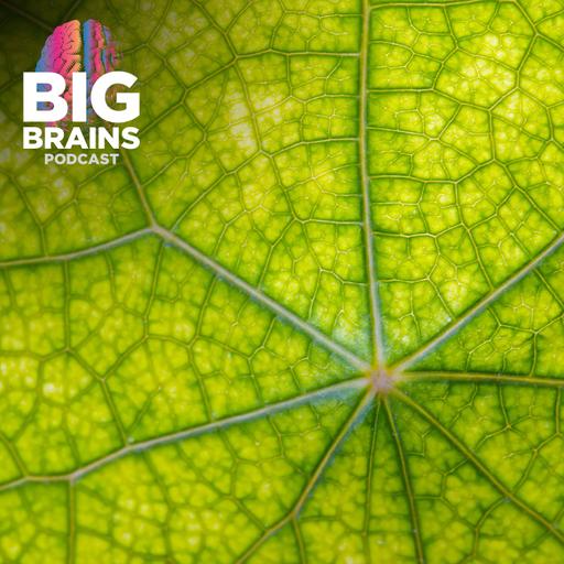 Could Plants Unlock Quantum Medicine’s Potential? with Greg Engel