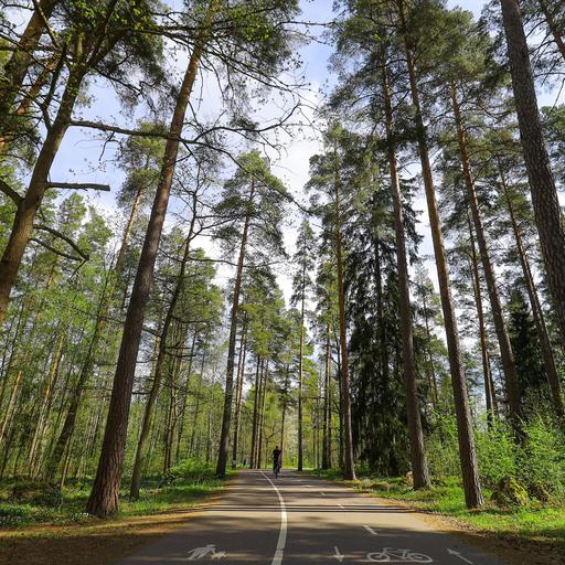 Wälder in Schweden - Zwischen Schutz und Profit