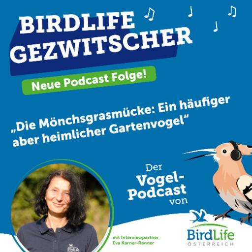 84. Die Mönchsgrasmücke: Ein häufiger aber heimlicher Gartenvogel