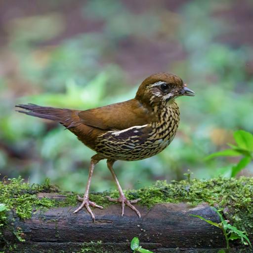 O canto marcante das tovacas