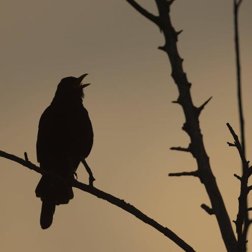 In künstlich beleuchteten Gegenden zwitschern Vögel im Schnitt fast eine Stunde länger als in dunklen