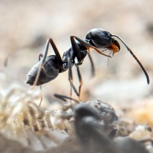 Große Drüsenameisen - Kleine mächtige Plagegeister