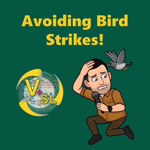 Bird Strikes: Lessons, Tools, and Survival Strategies