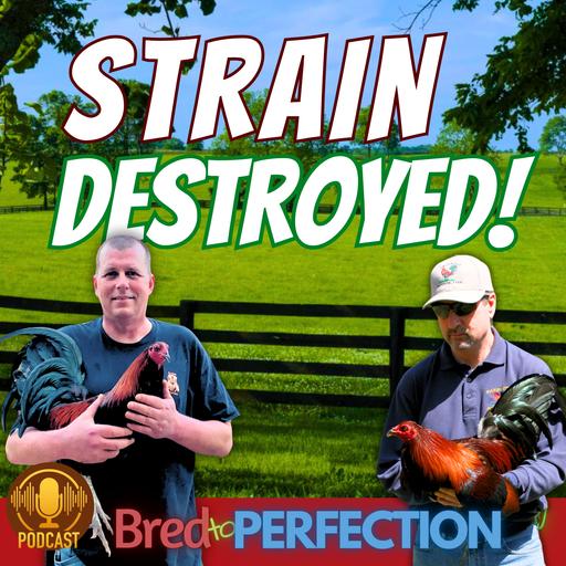 Ep259 - HOW TO DESTROY YOUR STRAIN: What breeders don’t know, can hurt them