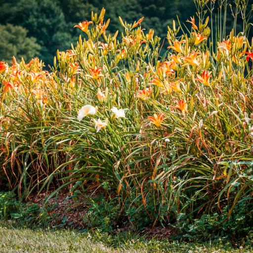 Listeners ask for garden help with their sticky daylilies, invasive worms and asparagus beetles