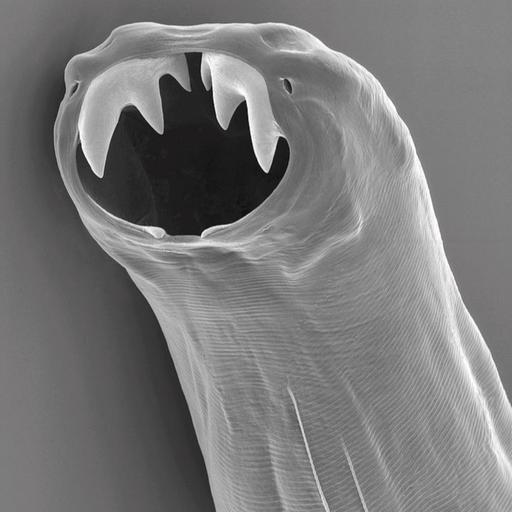 Resistant hookworm is on the rise!