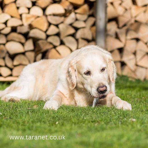 Unlock the power of fish in your dog's diet