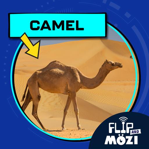 Camel (8/28/25)