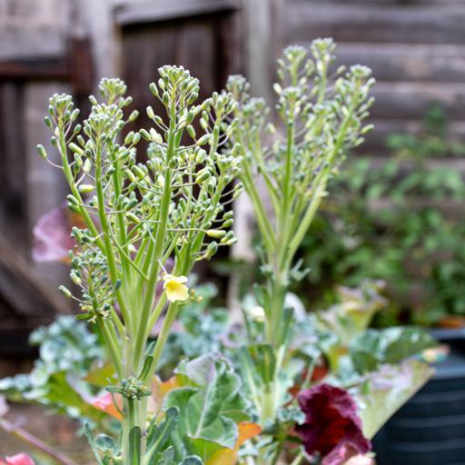 How to get free garden seeds and help out pollinators at the same time