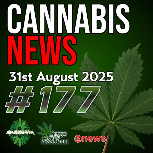 Cannabis Self-Medication Risks | Shops Disappearing Post-High | UK Paranoia Study | U.S. Lawmakers Push for Federal Legalization | Cannabis News Ep 177