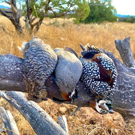 Talking Gear and Hunting with Bird Hunter Supply!