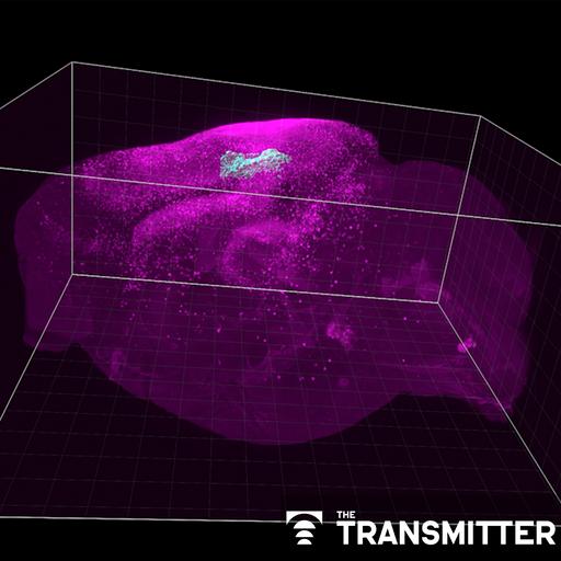Astrocyte networks span large swaths of brain