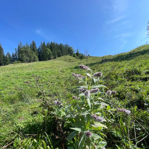 Vielfalt dank Nutzung - Feuchtweide im Eriz