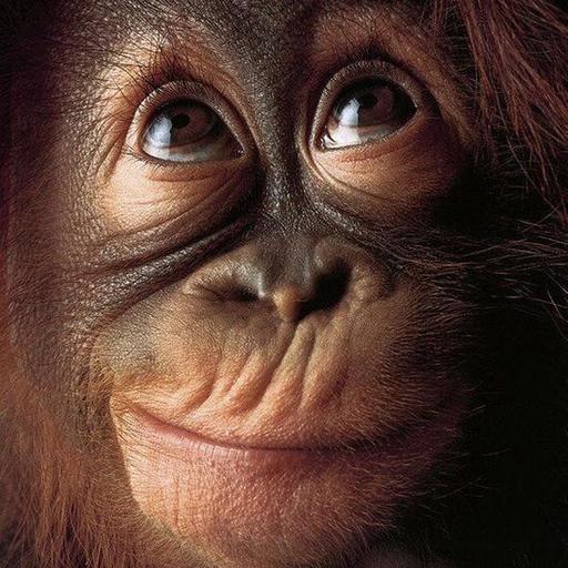 To "Know" Absolutely Everything (?)