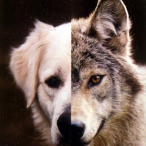 Dogs: Survival of the friendliest!