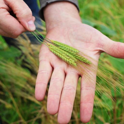 Ear to the Ground 379: Proclaim Your Grain