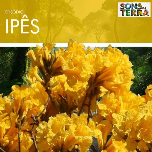 A beleza da florada dos ipês