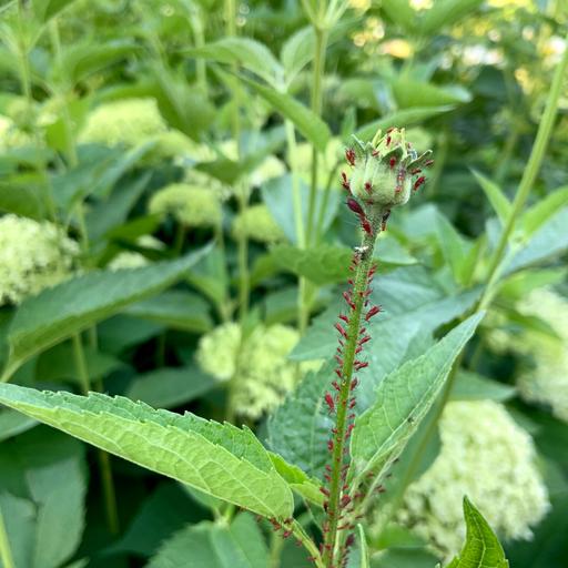 How to remedy buggy flowers, dried-out lilacs and sad plum trees