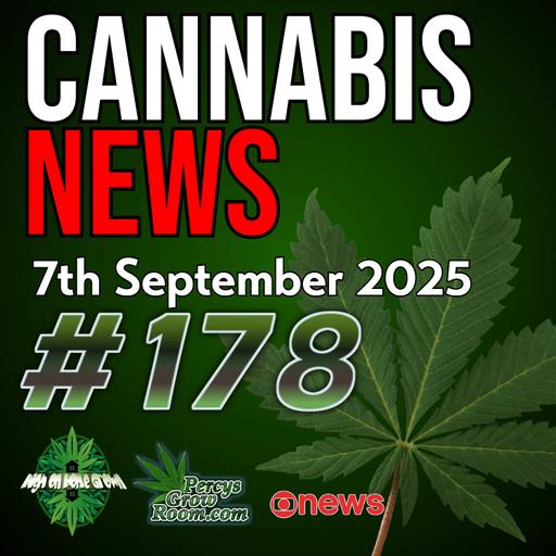 Self-Medication Leads to Cannabis Dealing | Thailand Elects Cannabis-Friendly PM | Prenatal Cannabis Study | Switzerland Legalisation Plans | Massachusetts Ballot Move | Cannabis News Ep. 178