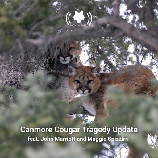 Canmore Cougar Tragedy Update feat. John Marriott and Maggie Spizziri