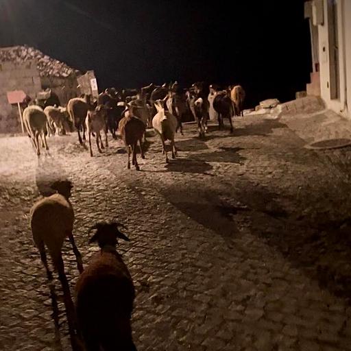 Goats going home, Sabugueiro, Serra da Estrela, Portugal, late evening on 13th August 2025 – by Katherina Lindekens