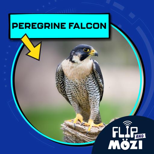 Peregrine Falcon (9/11/25)