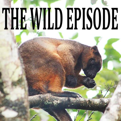 Lumholtz's Tree Kangaroo : Change is the Only Constant