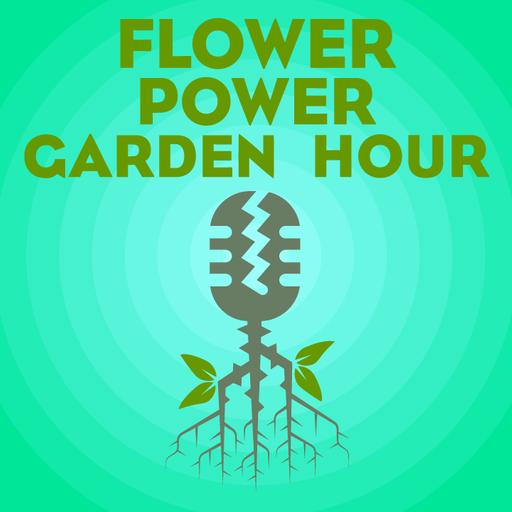 Flower Power Garden Hour 216: All about Staghorn Ferns