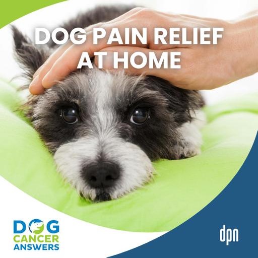 Dog Pain Relief at Home: Game-Changing Devices | Dr. Erica Ancier #292