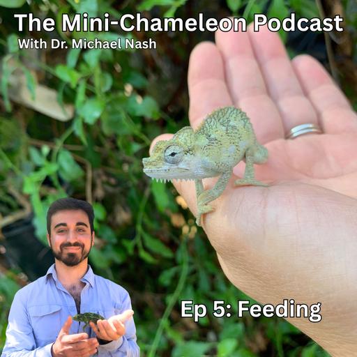Feeding Mini-Chameleons