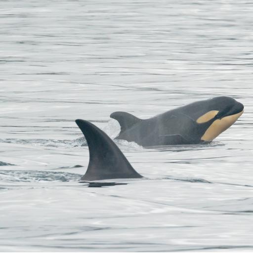 Episode 45 - T65A5 "Indy"