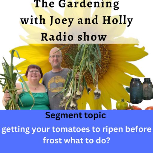Episode 1469: Seg 1 of S9E29 get tomatoes to ripen before frost - The Gardening with Joey and Holly Radio Show