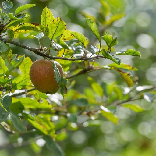 From Soil to Plate: Raymond Blanc’s Kitchen Garden