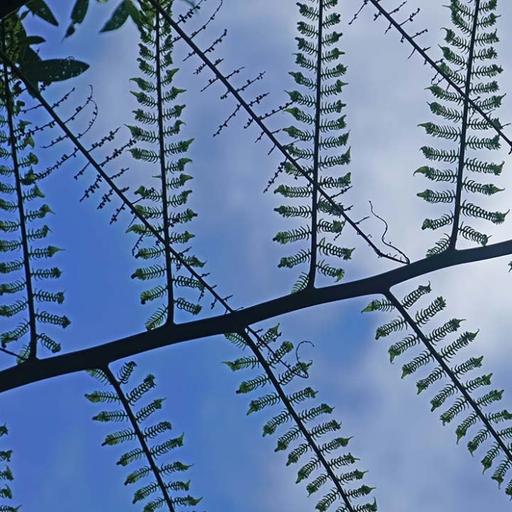 ENSANCHAR LOS LIMITES