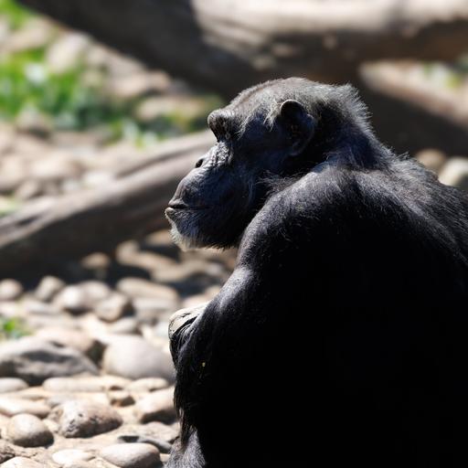Können Tiere den Tod verstehen? Susana Monsós „Das Schweigen der Schimpansen"