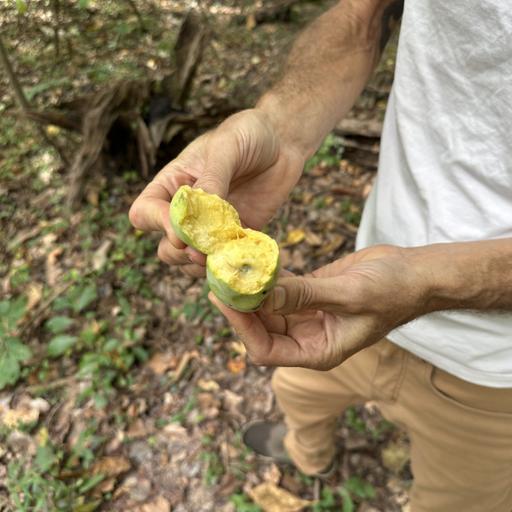 Get Out There: It’s pawpaw season